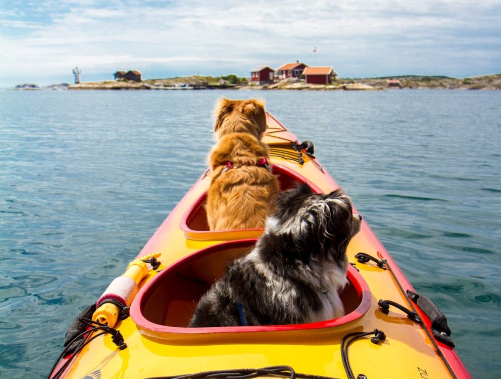 How To Kayak With Your Dog? AKA Your Best Friend - wildoutdooradventure.com